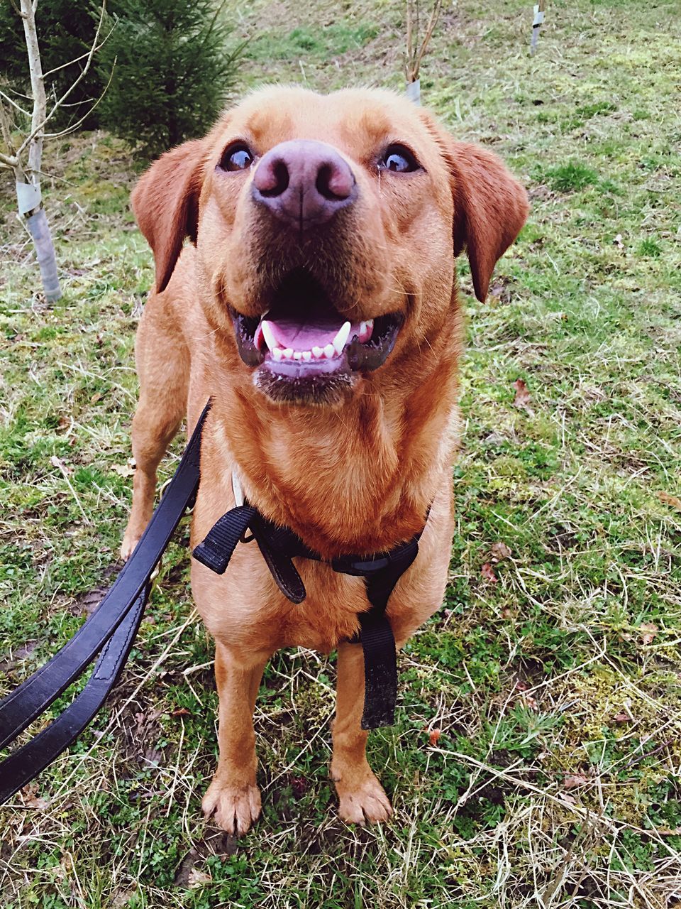 PORTRAIT OF DOG ON FIELD