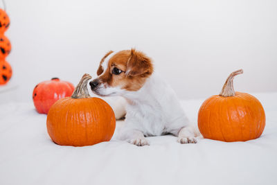 Cute jack russell dog at home. halloween background decoration