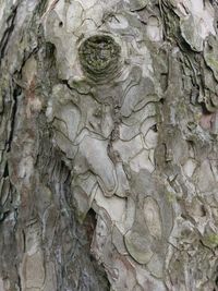 Full frame shot of tree trunk