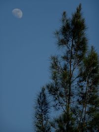 Trees against clear blue sky