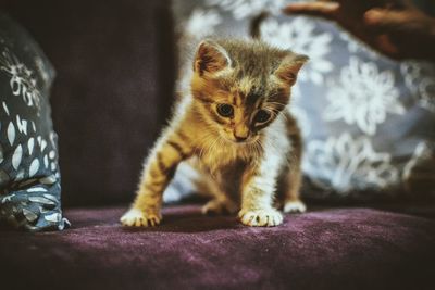 Portrait of cat sitting