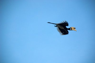 Low angle view of birds flying