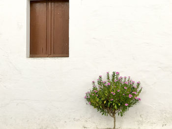 Flowers blooming outdoors