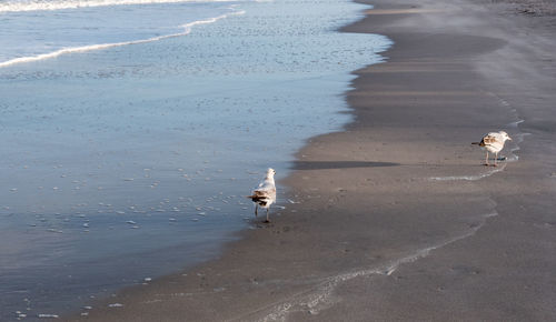 High angle view of birds swimming in sea