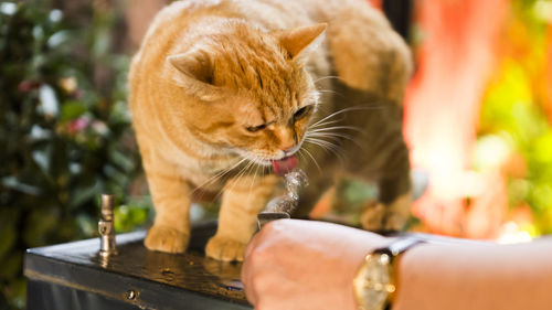 Cropped hand of woman feeding thirsty cat