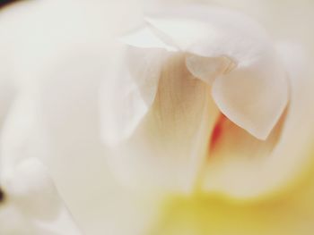 Close-up of white flower