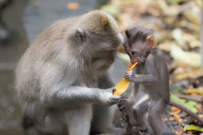 Close-up of monkey