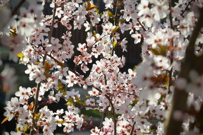 Cherry blossoms in spring