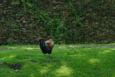 Black chicken on a land