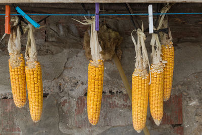 Close-up of corns hanging on rope