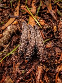 Close-up of lizard