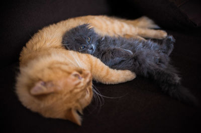 Close-up of cat sleeping