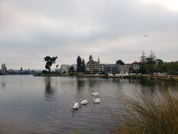 Birds in a lake