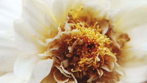 Close-up of white flower