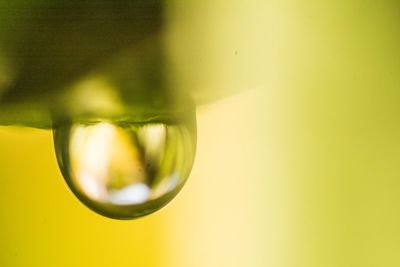 Close-up of water drops on plant