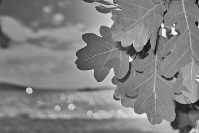 Close-up of leaves in sea against sky