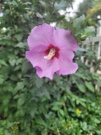 flowering plant