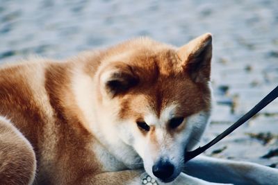 Close-up of a dog