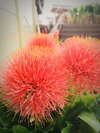 Close-up of red flower