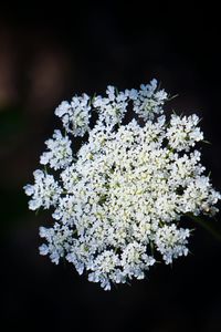 Close-up of white flowers