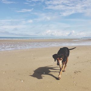 Dog on beach against sky