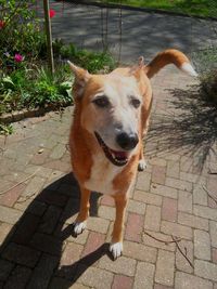 Portrait of dog standing outdoors