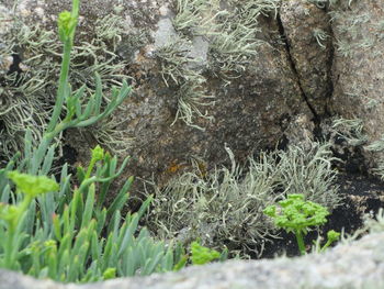 Close-up of fresh plants on field