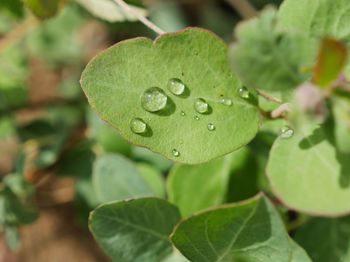 Close-up of wet green plant