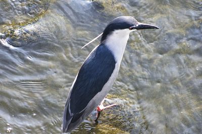 bird