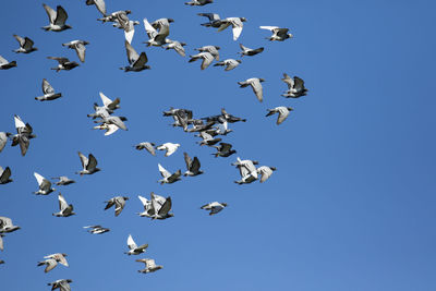 Low angle view of seagulls flying