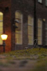 Close-up of bird in illuminated building