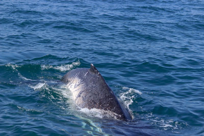 View of swimming in sea