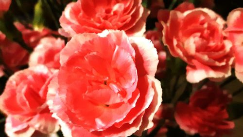 Macro shot of pink flowers