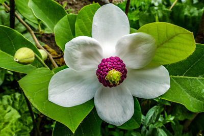 Close-up of fresh purple flower in bloom