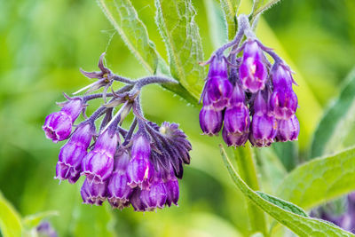 Close-up of purple flowering plant