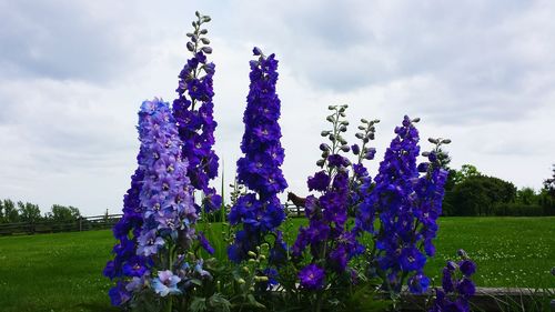 Flowers growing in field