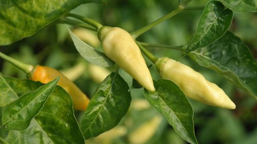 Close-up of fruit on plant