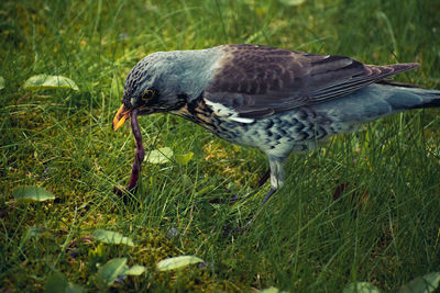 Side view of a bird on field