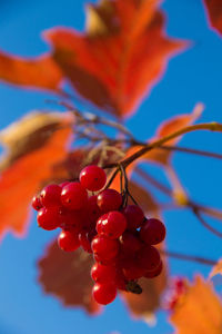 Close-up low angle view of berries on tree