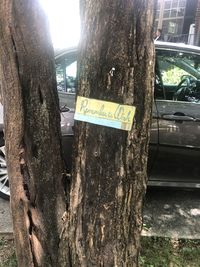 Close-up of text on tree trunk