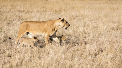 Lion grazing on field