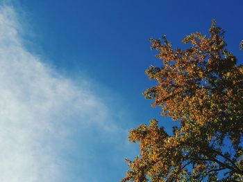 Low angle view of tree against blue sky