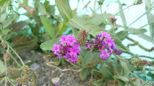 Close-up of bee pollinating on flower