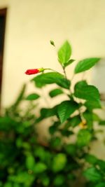 Close-up of red flower plant