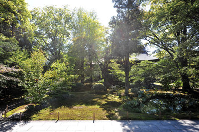 Trees by river in forest against sky