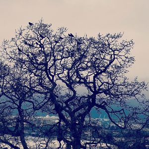 Low angle view of silhouette bird on tree against sky