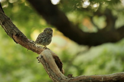 A little owl on an oak tree