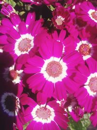 Close-up of pink flowers