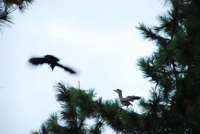 Low angle view of bird flying against sky