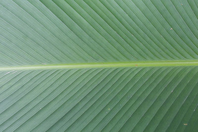 Full frame shot of leaf